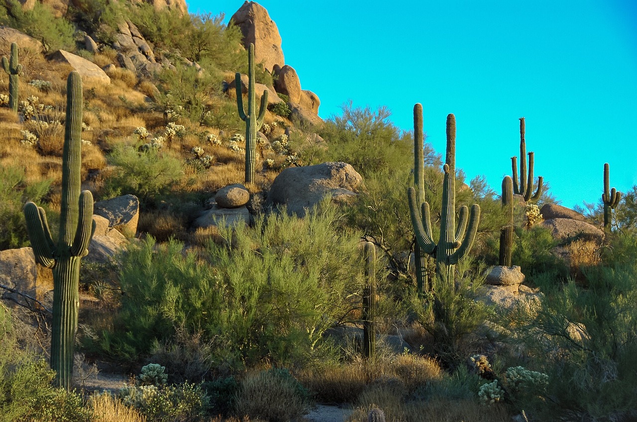 Scottsdale: destination picture for VisitScottsdale.co.uk