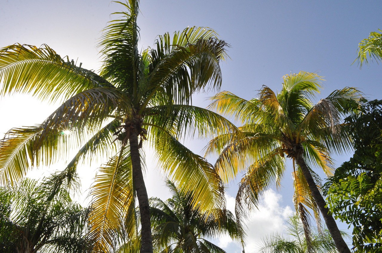 Guadeloupe: destination picture for Guadeloupe.co.uk