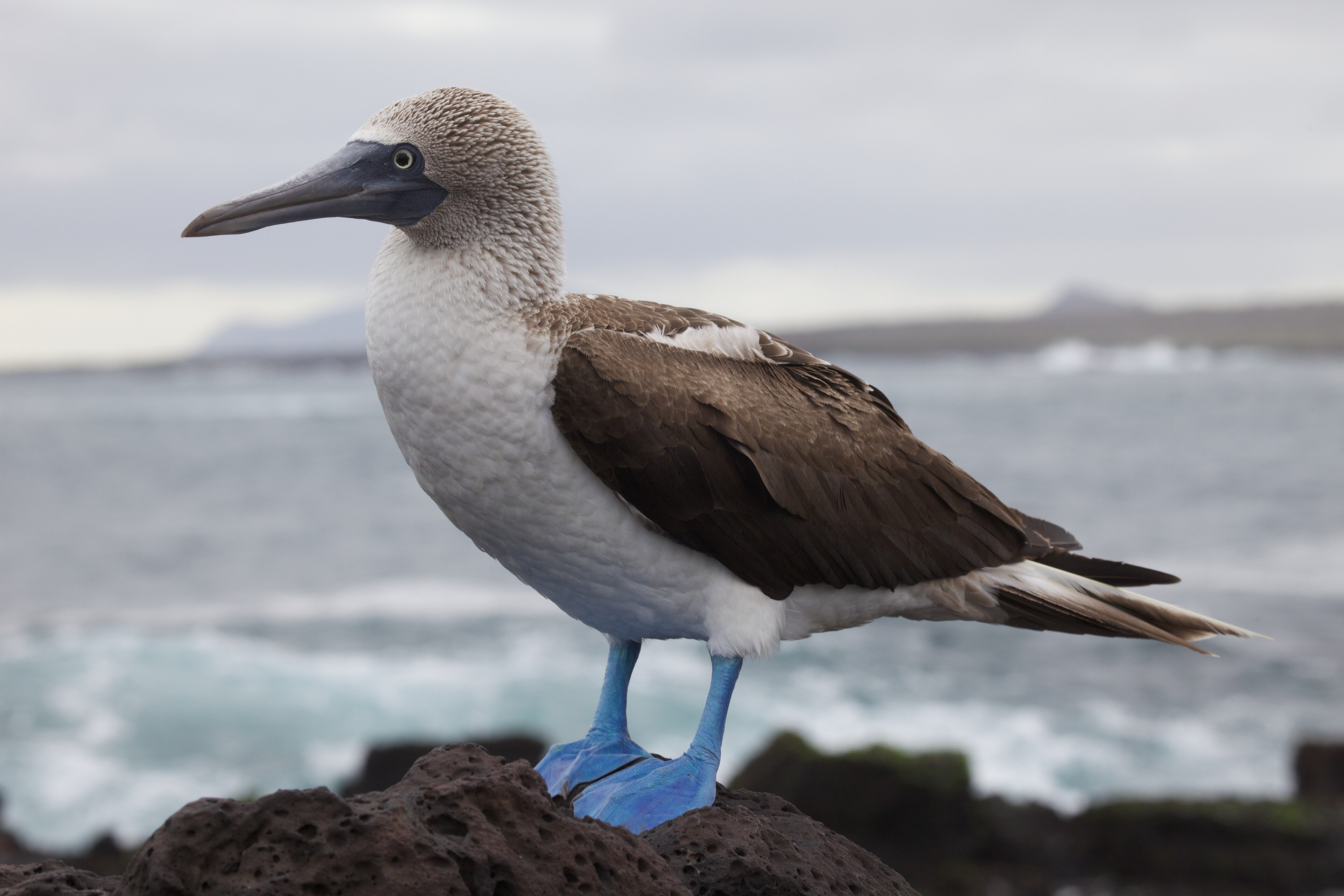 The Galápagos Islands: destination picture for VisitGalapagosIslands.co.uk