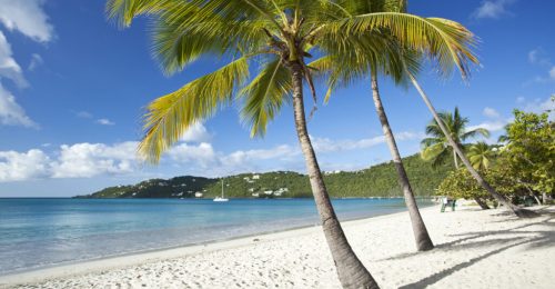 Coconut,Palms,Along,Magens,Bay,Beach,On,St.,Thomas,In